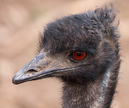 Emu