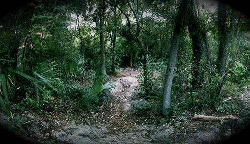Wicked Woods