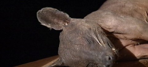 FoxNews.com - Man Shoots, Kills _Chupacabra_ in Ky.jpg