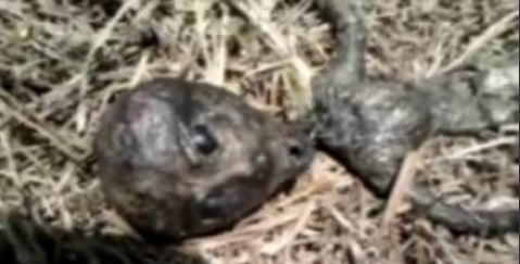 Video of the Alien Found in Brazil - The Witness Tells His Story.jpg