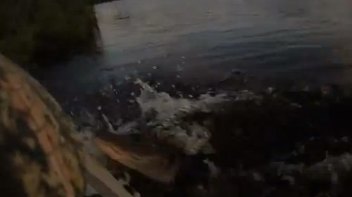 Alligator Attack - YouTube.jpg